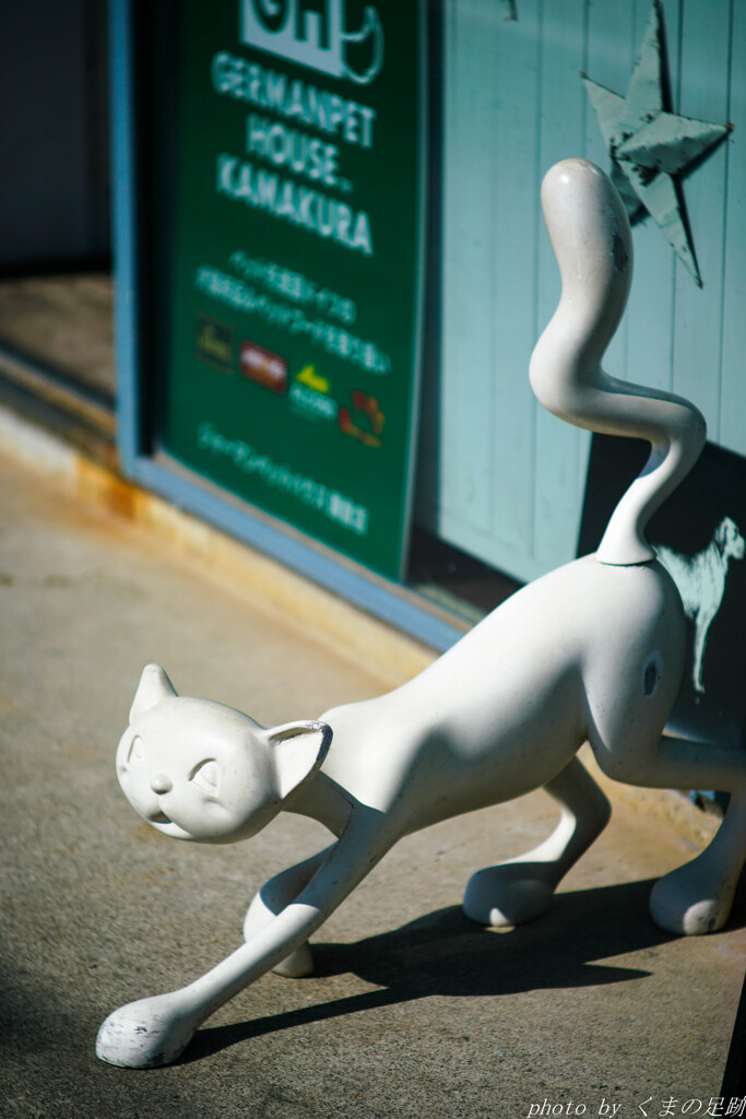 髭のない猫