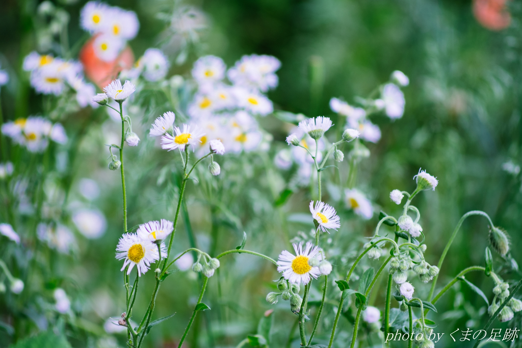 いつからだろう