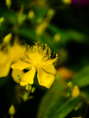 きらきらゆらゆら