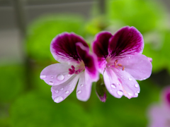 五月雨