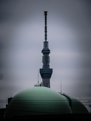 下町に生える