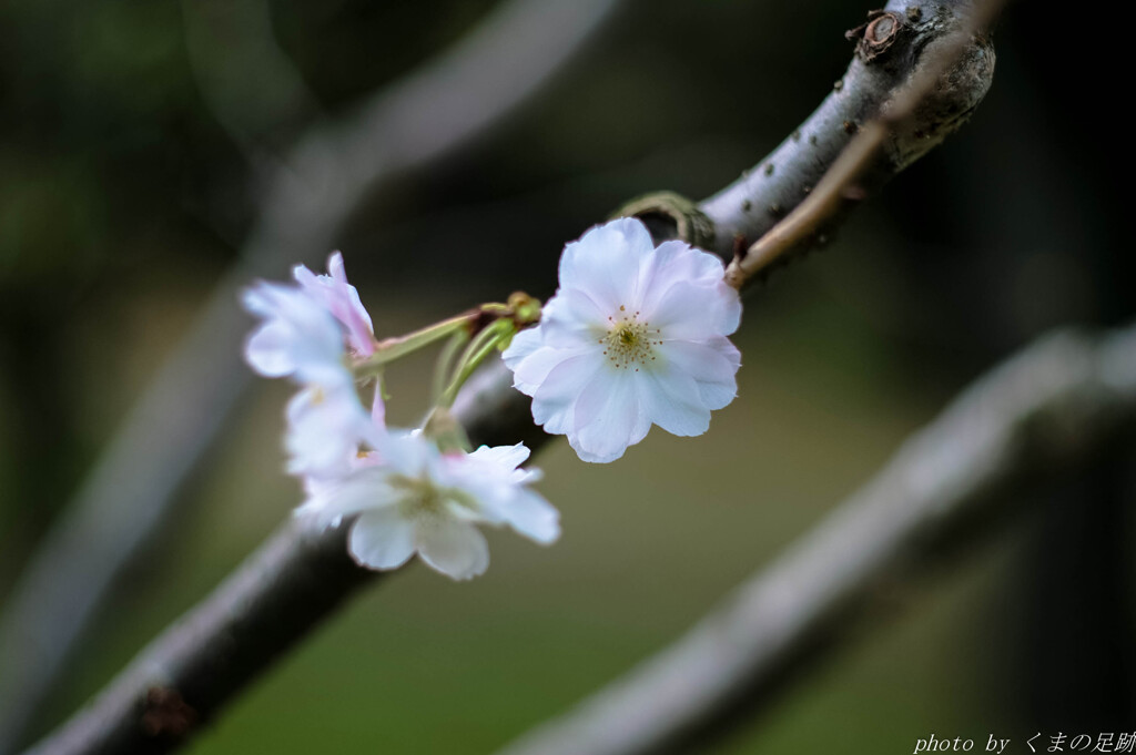 十月桜の記録