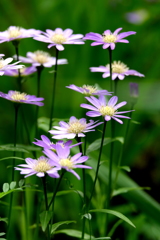 思い出せない事々