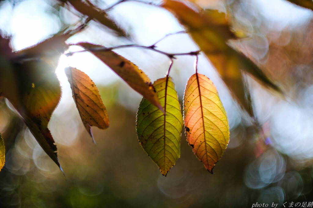 陽射しが沁みる
