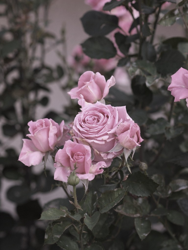 rose-garden Ⅲ