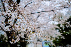 ねぇ、
