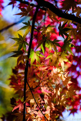 天の紅葉川