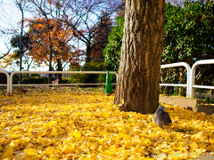 落ち葉遊び