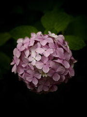 pink lady