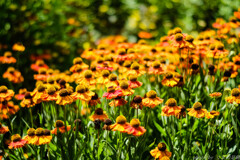 行け!!　てるてる坊主