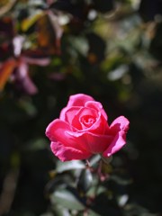 Autumn rose Ⅳ