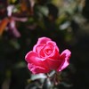 Autumn rose Ⅳ