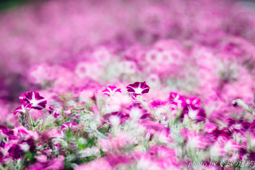 ぱーぷるライト