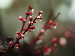 春の雫ⅩⅢ