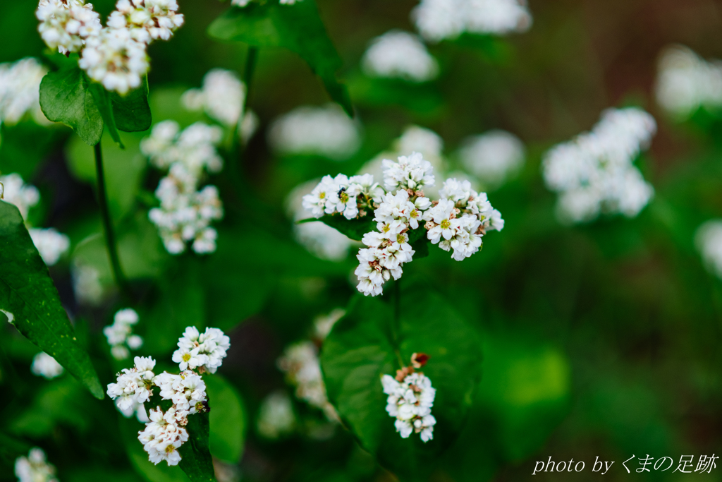 今日の日はさようなら