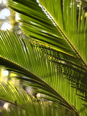 午後の陽射に