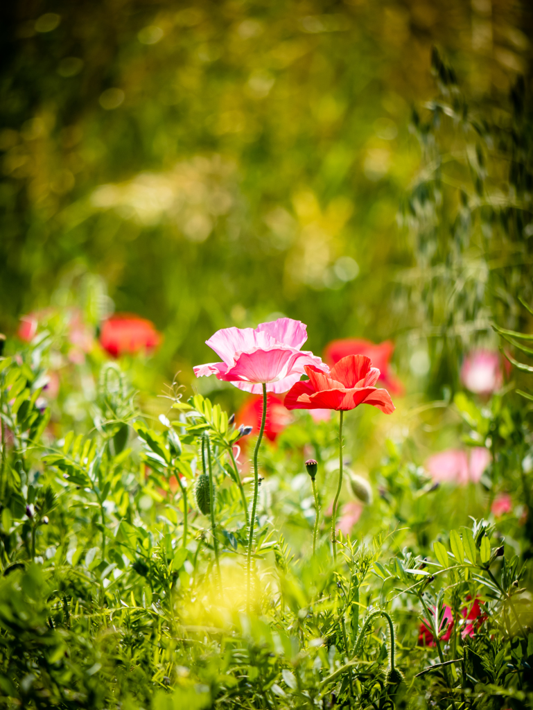 初夏の花園