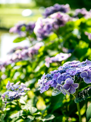 月曜日の雨を待って