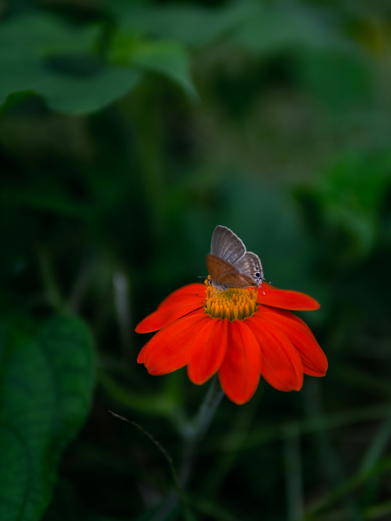 あなたの魂にやすらぎあれ