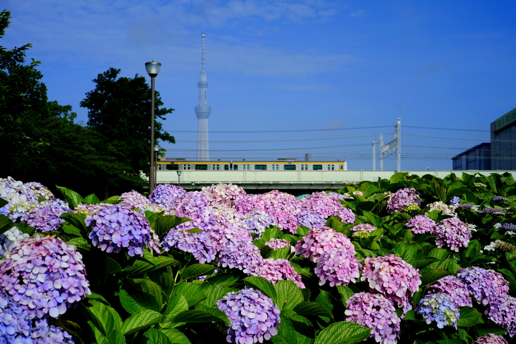 さよなら紫陽花