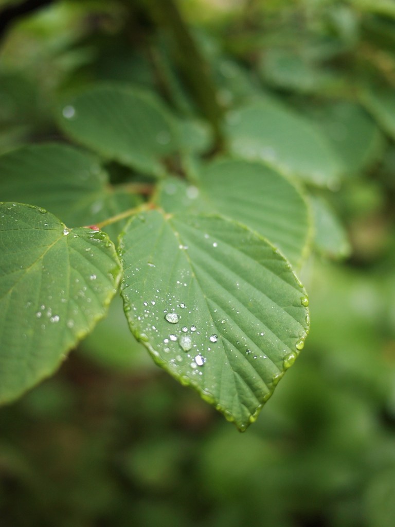 Rainy Day Ⅷ