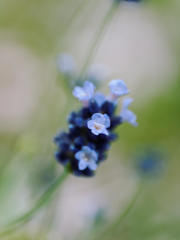 おもひでのしほり