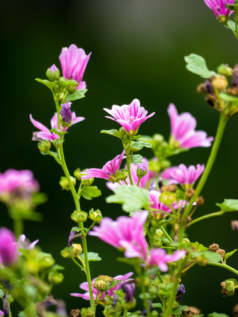 野に咲く花のように