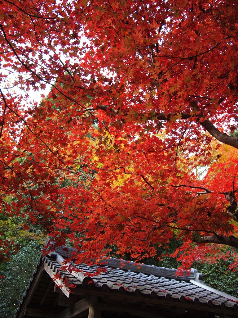 京都補完計画 其ノ陸拾弐