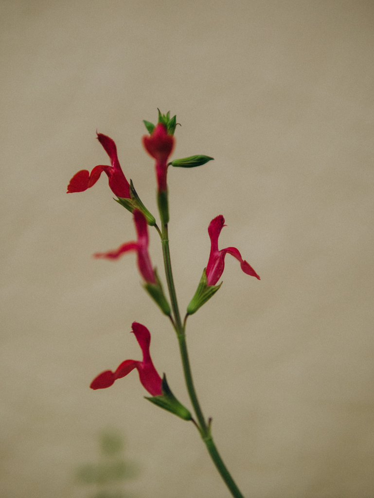 誰でもない誰か