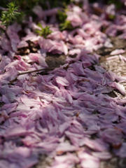 さ・よ・な・ら