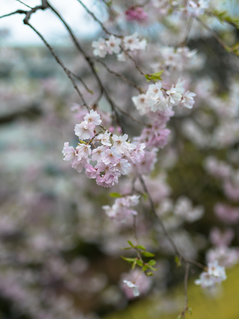 花曇り