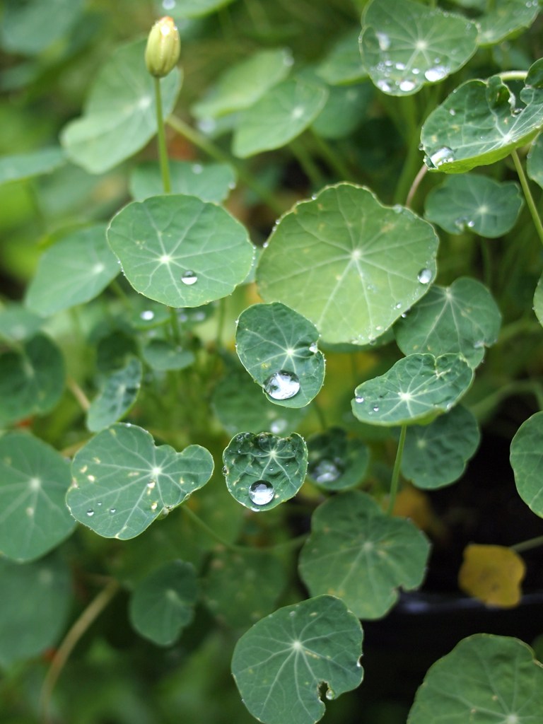 Rainy Day Ⅵ