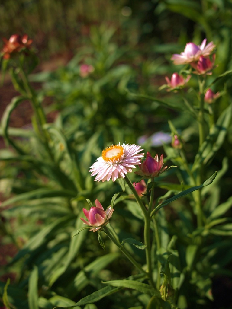ひそやかに秋を楽しむ ⅥⅩ