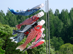 鯉舞