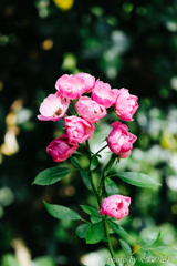 僕のコダクローム