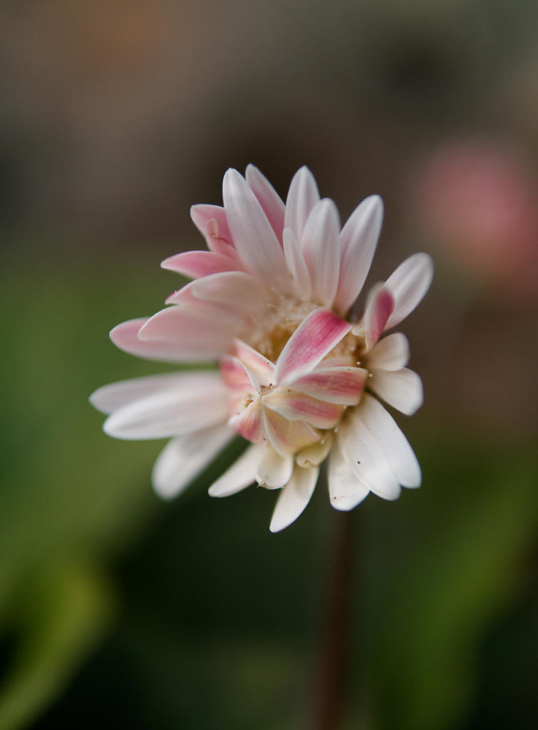 はずかしがりや