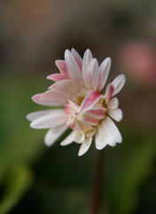 はずかしがりや