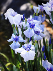 blue