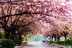 八重桜回廊