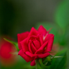 my home rose