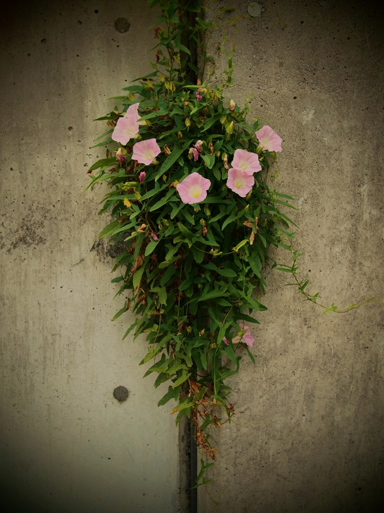 残暑の朝