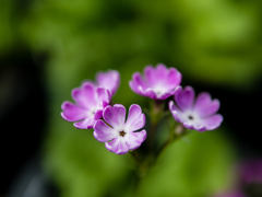 やっぱり･･･かめかめ波!!