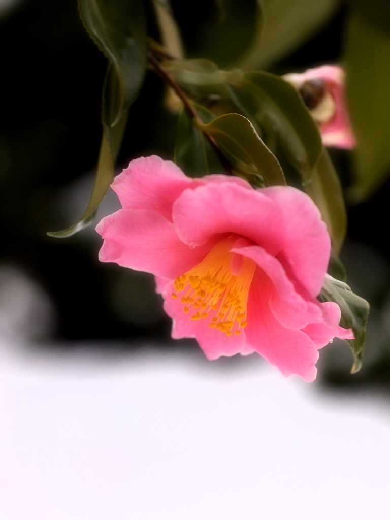 花あかり