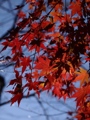 冬の朝：45ｍｍ