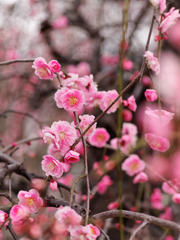 寂しい季節に花を添え