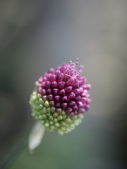 大仏様のあたま