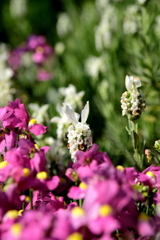 ひょっこりぴょん