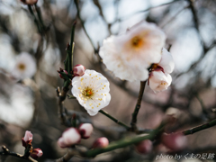 梅まつりも盛況です：PANA 20mm F1.7