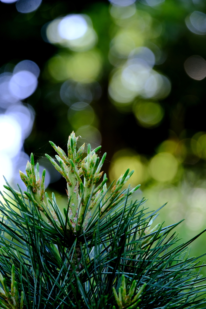 珠ボケばんざい