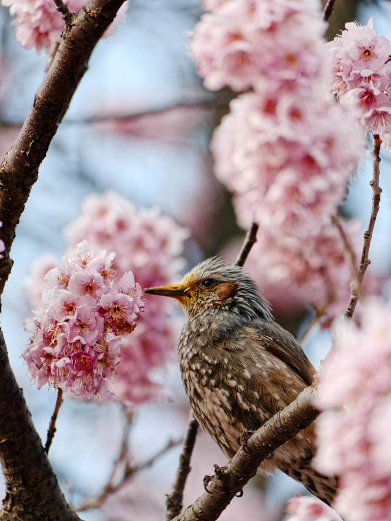 お口のまわり
